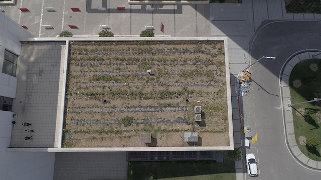 Bilişim Vadisi'nin çatısında organik tarım yapılıyor.