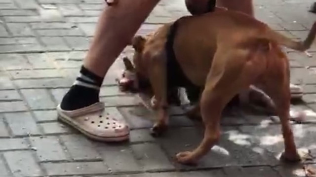 Beşiktaş'ta pitbull cinsi köpek kediyi parçaladı.