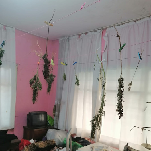 Adanada evinde kenevir yetiştiren adam tutuklandı