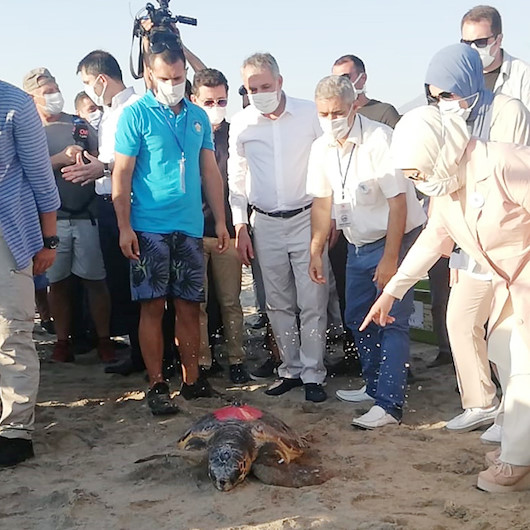 Tedavisi tamamlanan caretta carettalar uydu cihazı takılarak denize bırakıldı