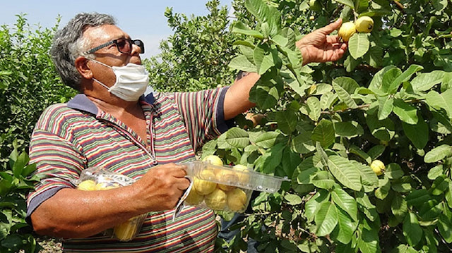 Mersinli ziraat mühendisi hediye fidanla başladığı Guava üretimini 1500 ağaçla sürdürüyor.