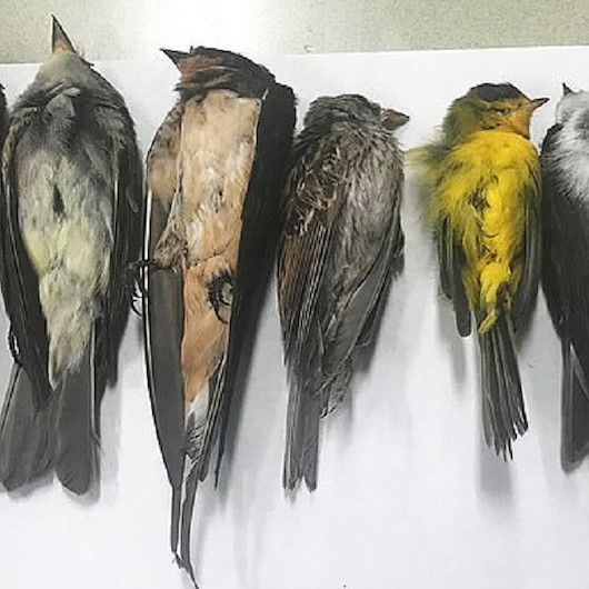 ABDdeki yangınlar onları da vurdu: Gökten ölü kuş yağdı