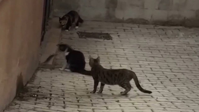 Dört kediye kafa tutan cesur fare kamerada