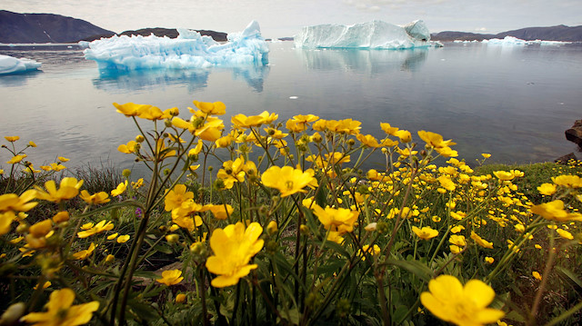 FILE PHOTO: Wildflowers bloom on a hill overlooking a fjord filled with icebergs near the south Greenland town of Narsaq July 27, 2009. REUTERS/Bob Strong/File Photo

