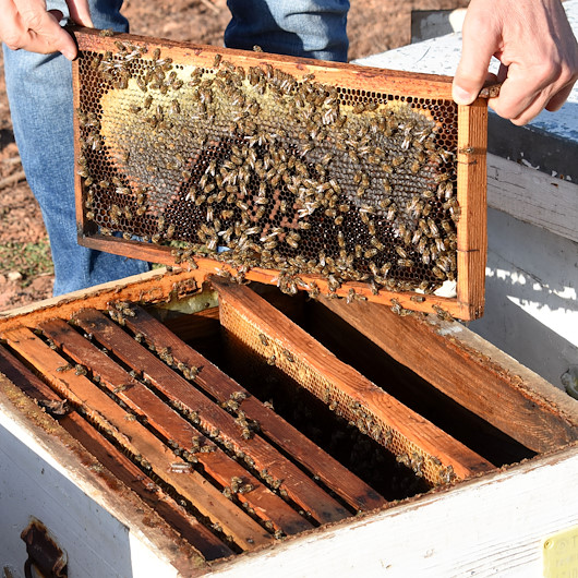 Prof. Dr. Şener: Propolis, virüslerin üremesini önler, bağışıklık sistemini güçlendirir