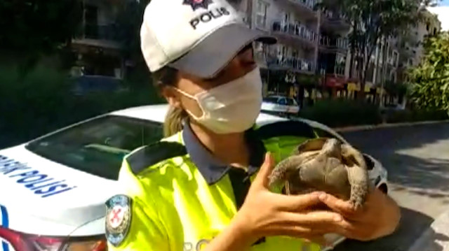 Trafik ekipleri bu kez kaplumbağanın imdadına koştu