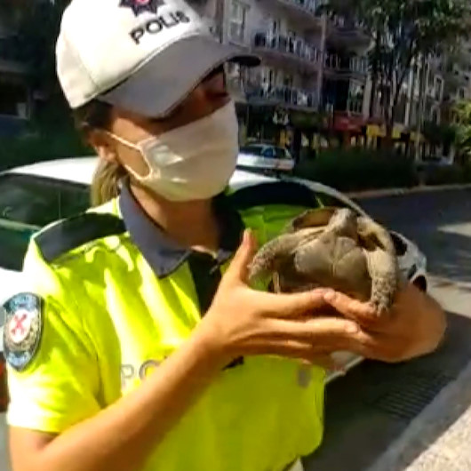 Trafik ekipleri bu kez kaplumbağanın imdadına koştu