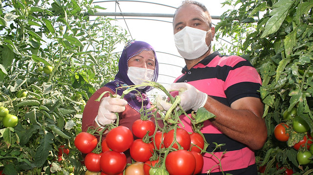 Tarlada 40 kuruş olan domatesin markette 4 liraya satılmasına tepki.