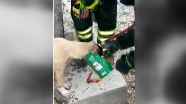 Denizli'de itfaiye ekipleri, kafası konserve kutusuna sıkışan köpeği kurtardı