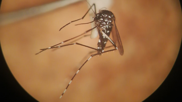 Asya kaplan sivrisineği