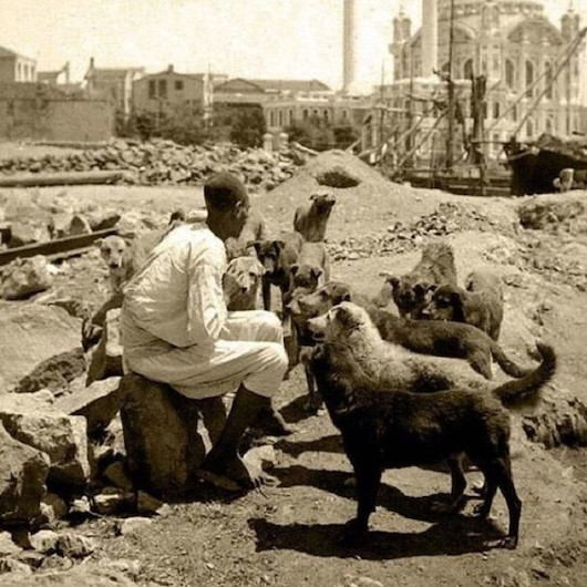 İstanbul: Kediler ve köpekler şehri