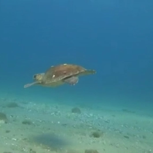Nesli tükenmekte olan caretta caretta Çanakkale Boğazı’nda görüntülendi