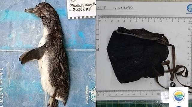 Ölmüş bir halde bulunan penguene otopsi yapıldı.