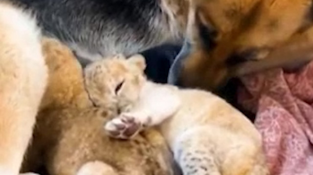 Terk edilen aslan yavrularına köpek annelik yaptı