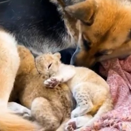 Terk edilen aslan yavrularına köpek annelik yaptı Yeni Şafak