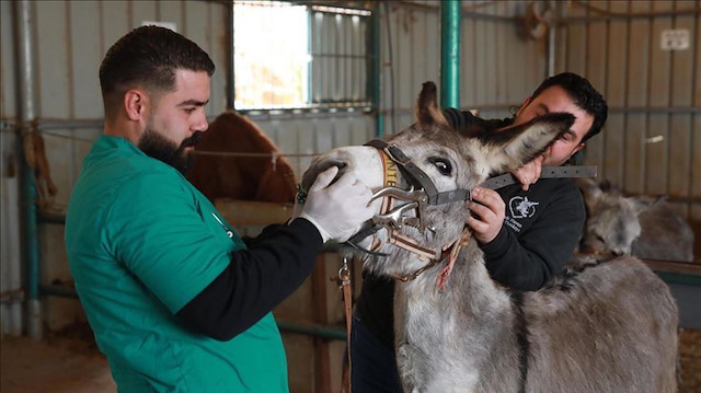 "مستشفى الحمير".. ملجأ آمن للحيوانات العاملة في فلسطين 