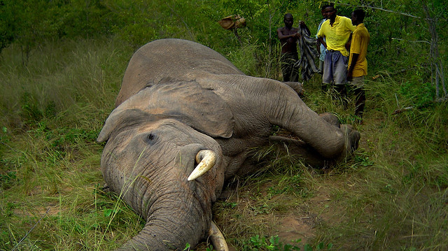 Gizemli hastalık nedeniyle 34 fil hayatını kaybetti.