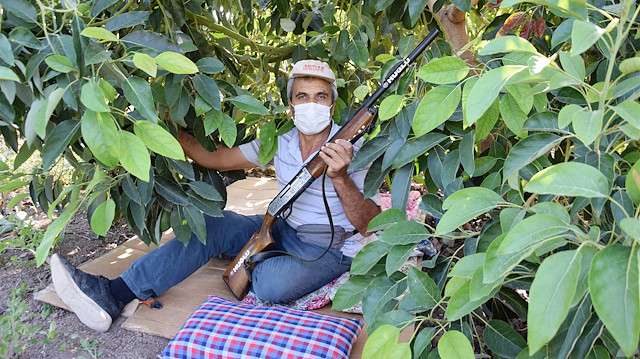 Avokado üreten 55 yaşındaki Şaban Deveci, ruhsatlı otomatik av tüfeğiyle gece gündüz bahçesinde bekliyor.   