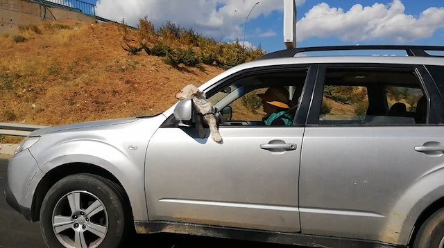 Köpeğin yanı sıra sürücü için tehlikeli yolculuk cep telefonu kameralarına yansıdı.