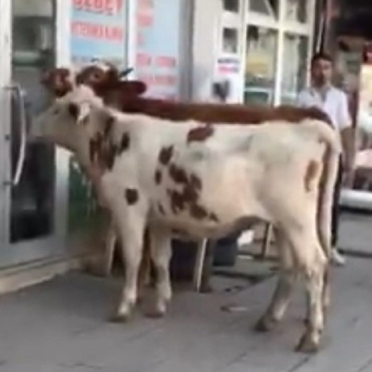 Karsta kendi ayaklarıyla veterinere giden buzağılar gündem oldu