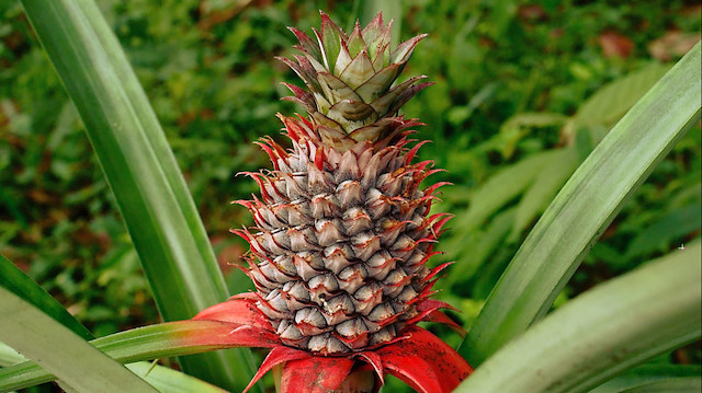 Ananas, özellikle Kosta Rica, Honduras, Fildişi Sahili, Gana, Tayland ve Malezya gibi tropikal iklimin görüldüğü bölge ülkelerinde yetiştirilmektedir.