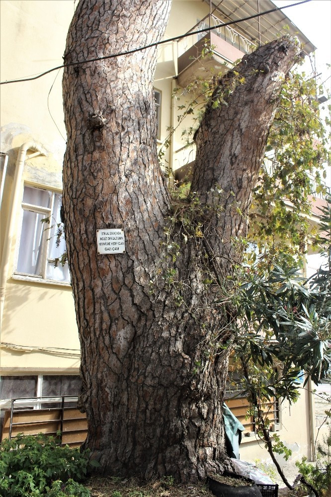 700 yıllık çam ağacı.