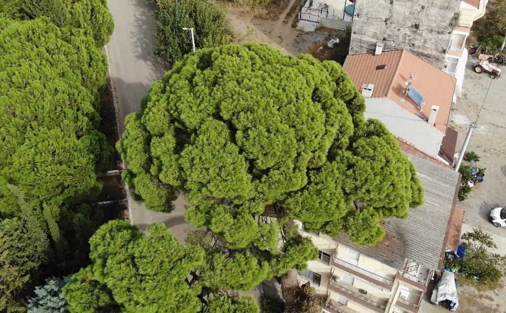 700 yıllık çam ağacı.