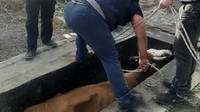 Kars'ta yağ değişim Kuyusuna düşen ineği itfaiye ekipleri kurtardı