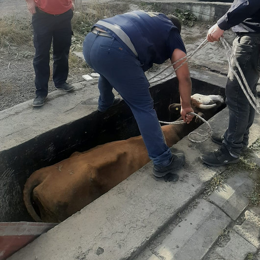 Karsta yağ değişim Kuyusuna düşen ineği itfaiye ekipleri kurtardı