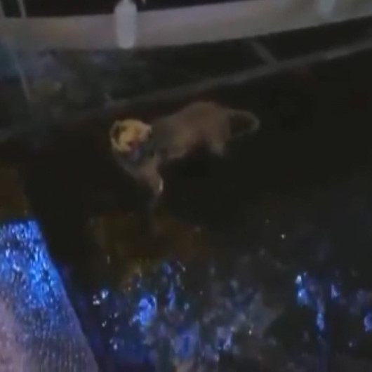 Deniz içerisinde tekneye bağlanan köpek kurtarıldı