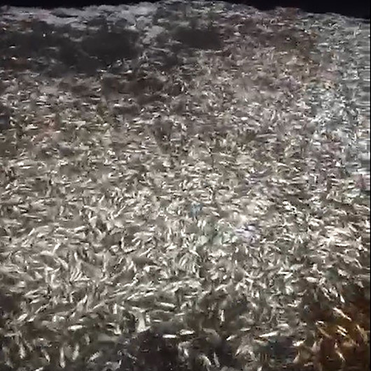 Avladıkları 15 ton balığı boyları küçük olması nedeniyle geri saldılar