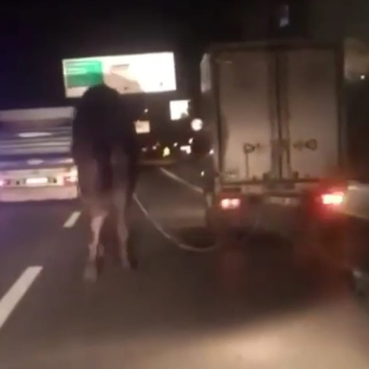 Bursada deveye eziyet: Kamyonetin arkasına bağlayıp kilometrelerce koşturdu