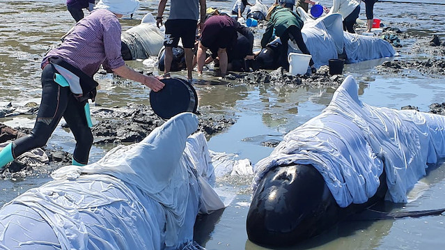 People tend to stranded whales in the Coromandel, New Zealand October 17, 2020 in this picture obtained by Reuters. Image obtained by REUTERS