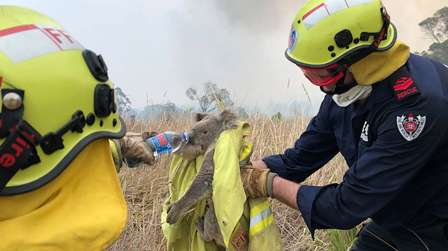 Fire and Rescue NSW team give water to a koala as they rescue it from fire in Jacky Bulbin Flat