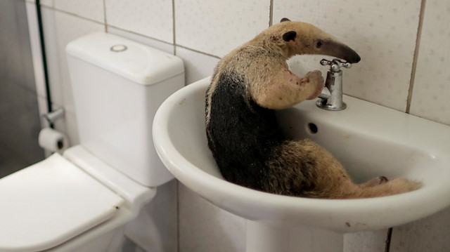 An anteater rests in a bathroom sink while receiving treatment at veterinarian of the state environmental police Marcelo Andreani's house, near Porto Velho, Rondonia State, Brazil, August 19, 2020. The anteater arrived with a broken left paw after a clash with a fierce porcupine. The patient had been found hiding in a garage and, again, the vets think it might have been fleeing fires as anteaters rarely turn up in the city. The fracture required surgery. Under anaesthetic, a giant tongue rolled out of the anteater's mouth, earning it the affectionate nickname Linguaruda, or Long-tongue. After surgery, one of the vets took Linguaruda home to keep a closer eye on her recovery. At one point, she climbed into the bathroom sink to rest. In five days, Linguaruda was strong enough to return to the wild - the best outcome her rescuers could wish for. REUTERS/Ueslei Marcelino SEARCH "BRAZIL ANIMALS" FOR THIS STORY. SEARCH "WIDER IMAGE" FOR ALL STORIES TPX IMAGES OF THE DAY

