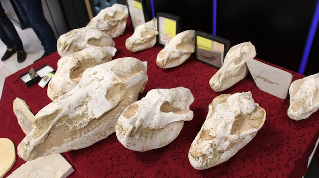 Turkish police recover $10M worth of smuggled fossils