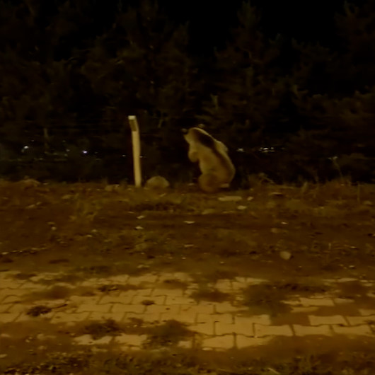 Şehre inen boz ayı böyle görüntülendi