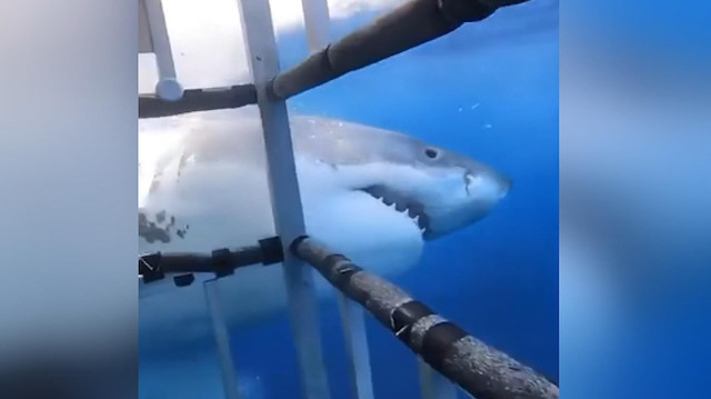 Köpek balığı dalış kafesine saldırdı.