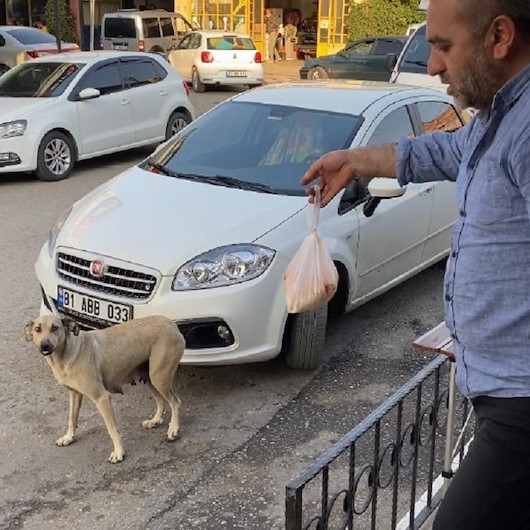 Düzcede bir sokak köpeği lokantacının verdiği yemeği poşet içinde yavrularına taşıyor