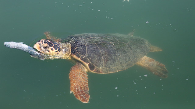 Caretta carettaların balık ziyafeti