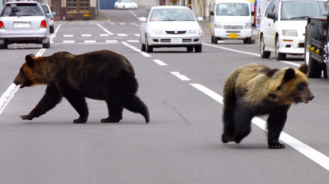 Japonya'da ayı saldırı vakaları arttı.