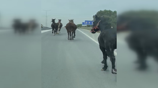 Eyüpsultan'da başıboş atlar trafiği birbirine kattı