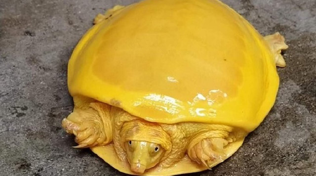 Hindistan'da sarı kaplumbağa görüldü. 