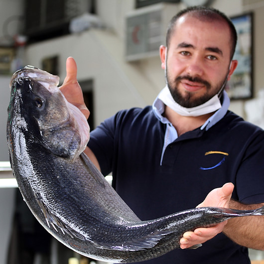 Düzcede balıkçıların ağına takılan 15 kilogramlık levrek büyüklüğüyle şaşırttı