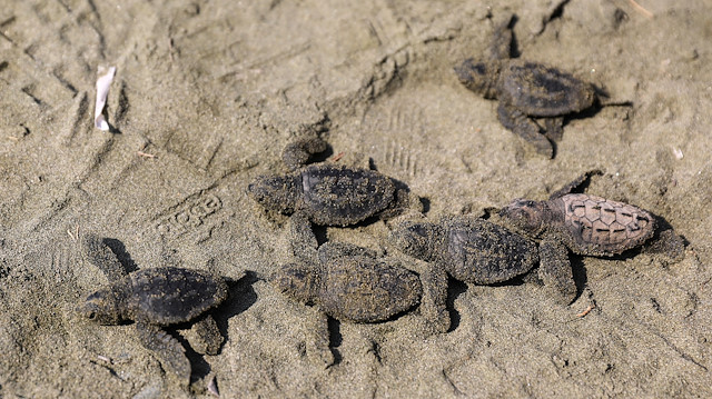 Newly hatched baby sea turtles make their way into the Mediterranean Sea for the first time, on a beach in Pervolia, August 27, 2020. REUTERS/Yiannis Kourtoglou

