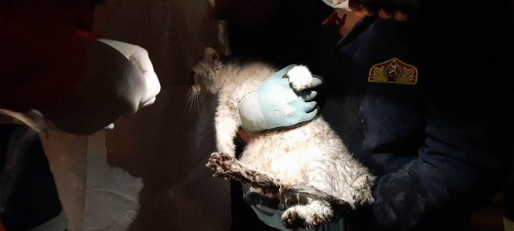 Emrah Apartmanı’nın enkazından sağ çıkartılan kedi, 32 saat sonra kurtarılan ilk canlı oldu.