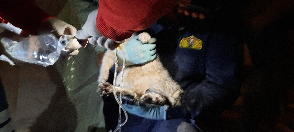Emrah Apartmanı’nın enkazından sağ çıkartılan kedi, 32 saat sonra kurtarılan ilk canlı oldu.