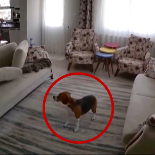 Depreme evde yalnız yakalanan köpeğin yaşadığı panik kamerada