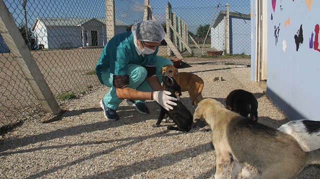 طبيب جزائري يتطوع لرعاية حيوانات الشوارع في "سينوب" التركية