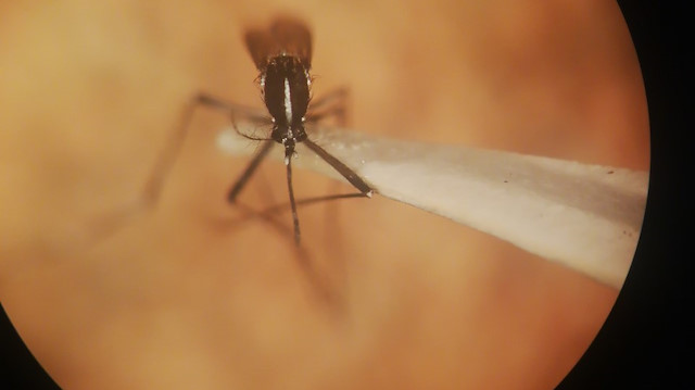 İklim değişikliği yeni tehlikelere kapı aralıyor: Sivrisinek tehlikesi milyonlarca insanın kabusu olabilir